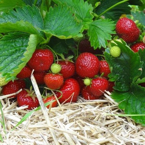 Erdbeeren selber pflücken