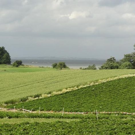 Ausblick übers Erdbeerfeld