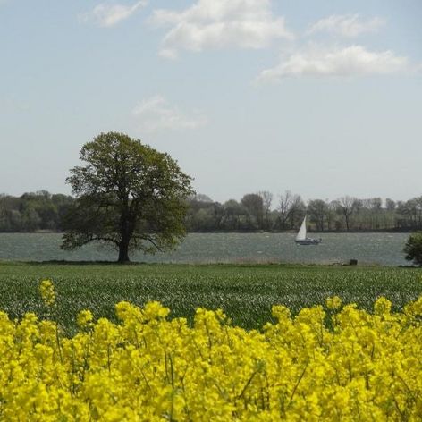 Schleilandschaft - Rapsblüte