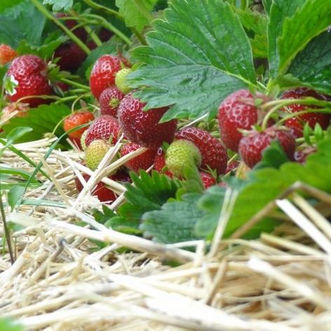 Erdbeeren am Strauch